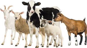 Vente &agrave; la Ferme du 16 D&eacute;cembre 2023