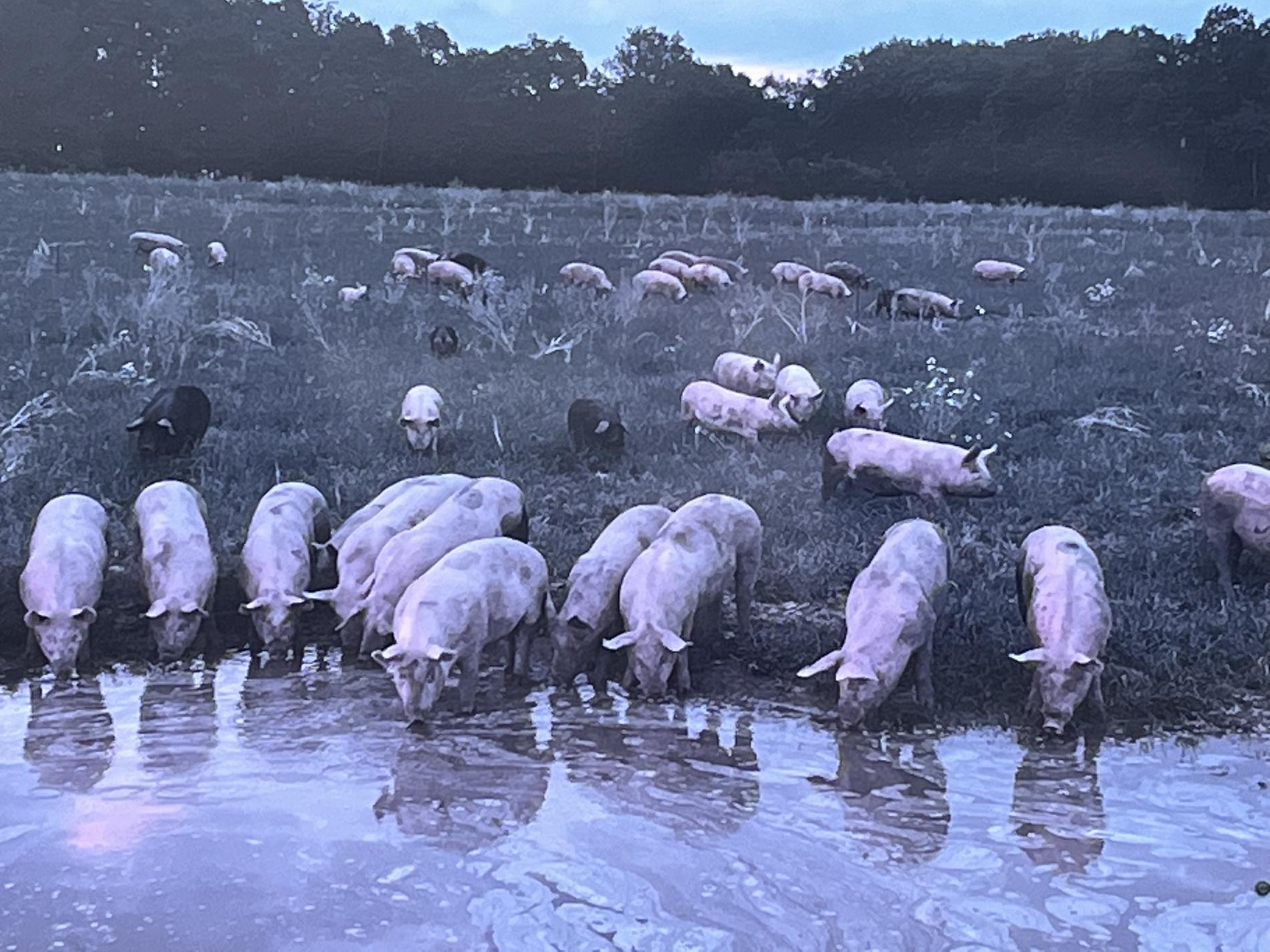 VENTE COLIS LE 30 AOUT 2025 : NOUVEAUTE POUR COMMANDER