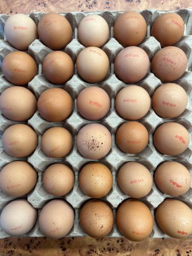 PLAQUE d'OEUFS FERMIERS PLEIN AIR